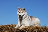 SIBERIAN HUSKY 696